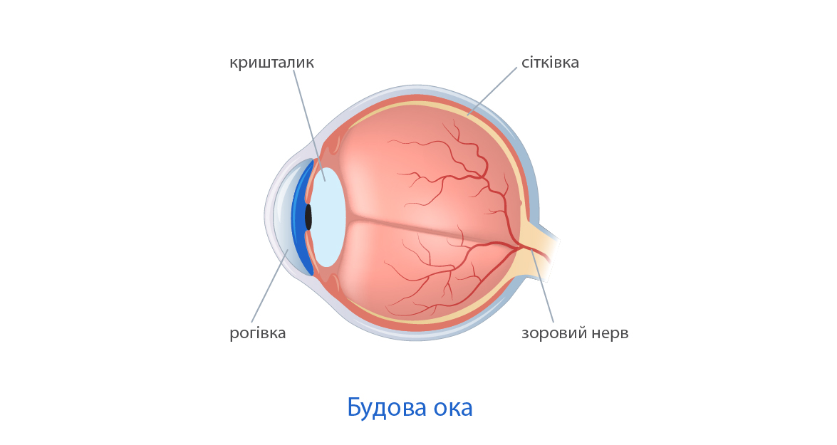 Будова ока